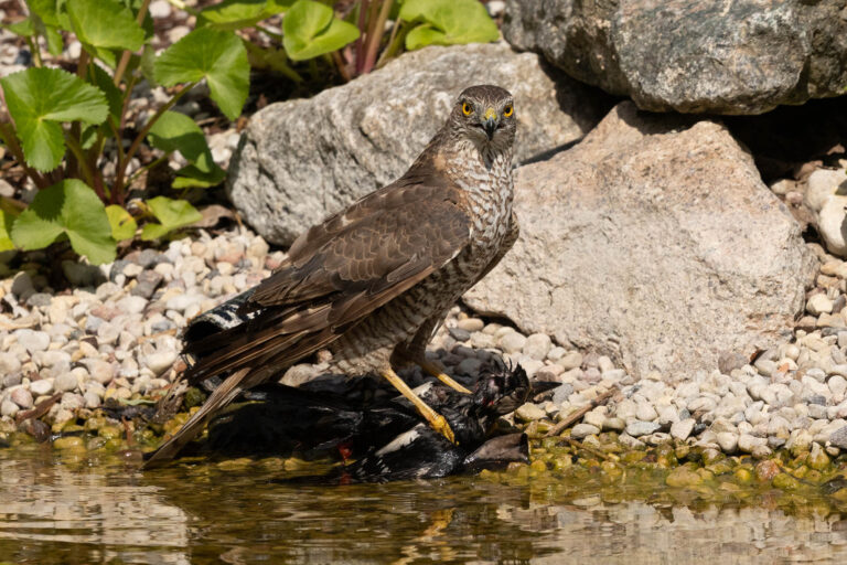 Sparrowhawk Drowns Woodpecker in Unprecedented Moment