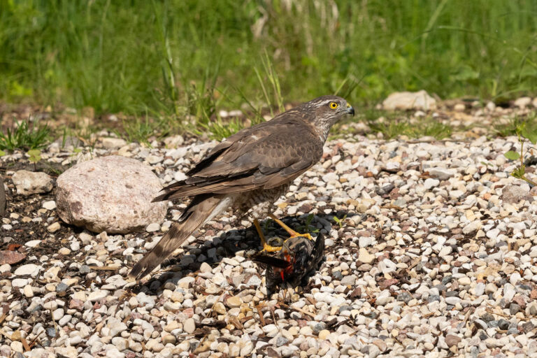 Sparrowhawk Drowns Woodpecker in Unprecedented Moment