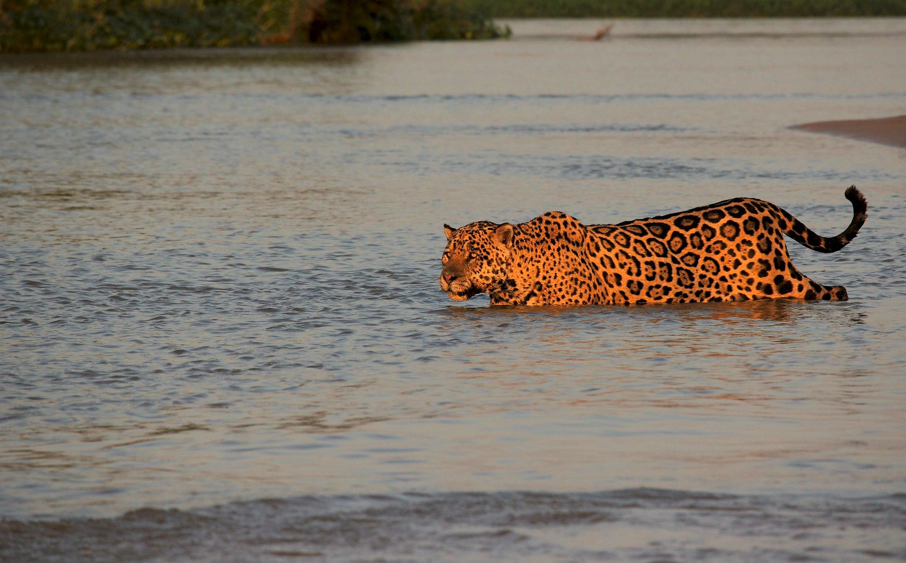 SPECIALIST PHOTOGRAPHIC SAFARI WITH WILDLIFE DREAMS