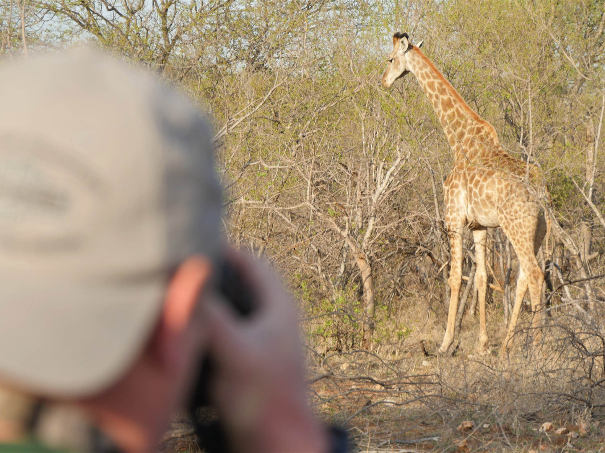 Giraffe on our photographic safaris