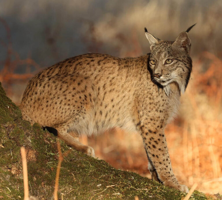 Iberian Lynx in Spain.