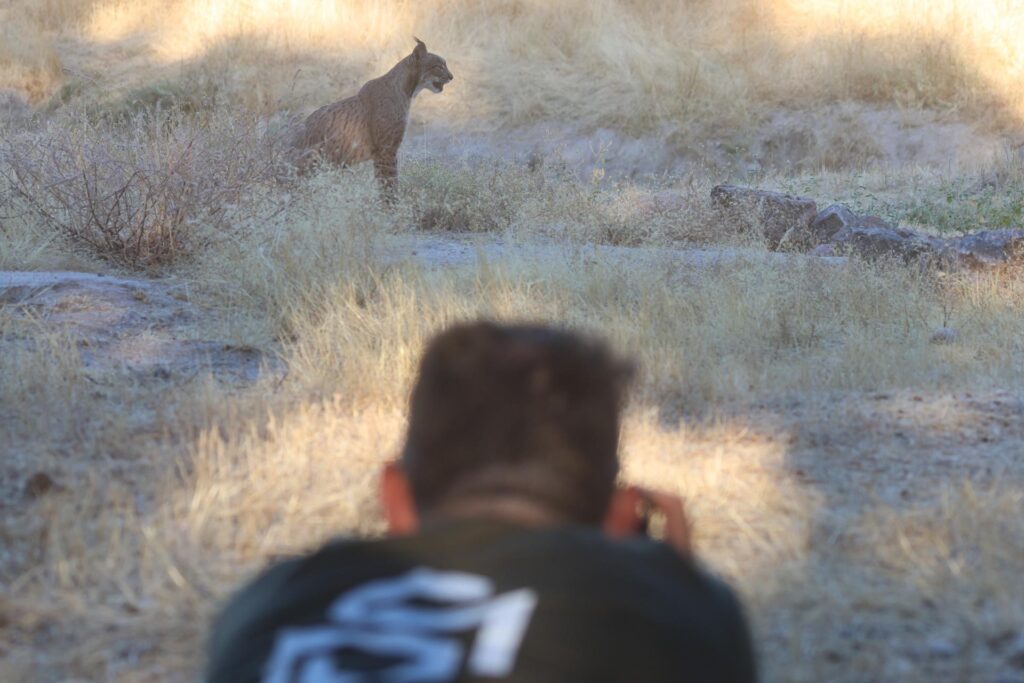 Photographing Iberian Lynx in Autumn with Wildlife Dreams