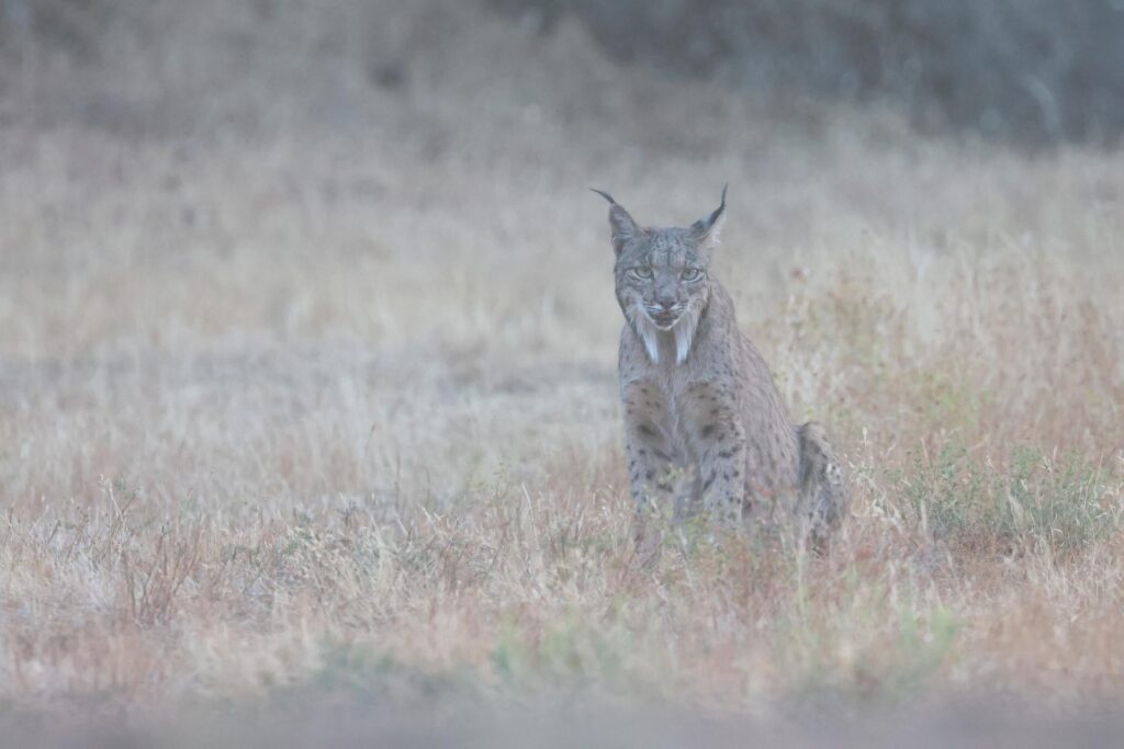 Iberian Lynx in Autumn