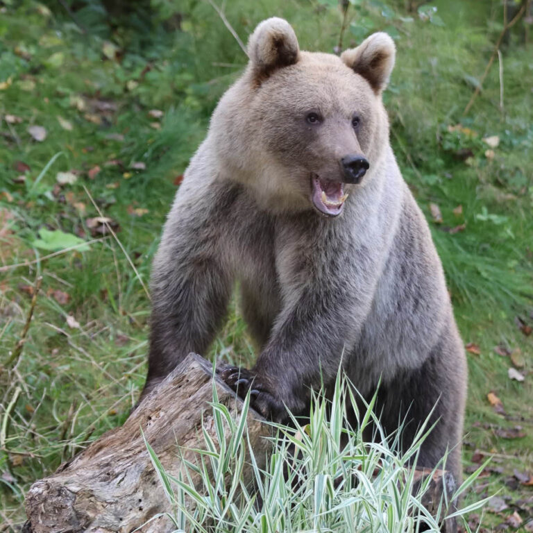 Brown Bear at Wildlife Dreams Hide in Estonia