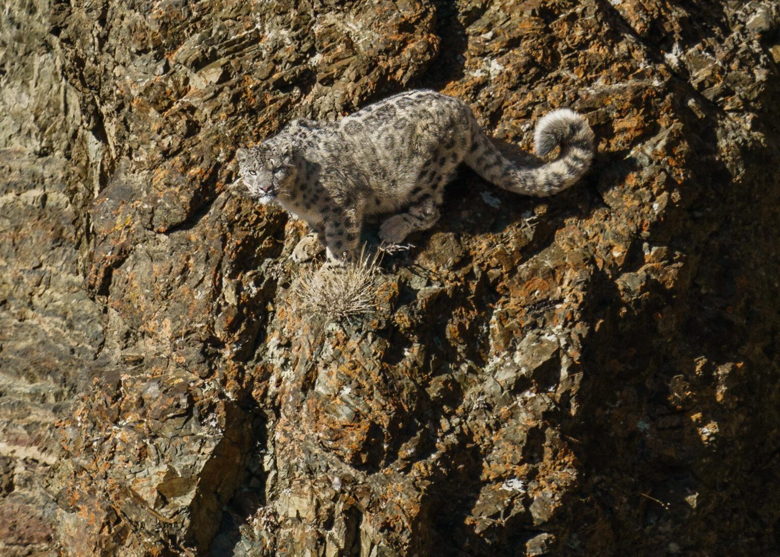 Image Title