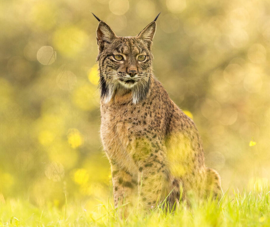 Iberian Lynx in Spring Flowers