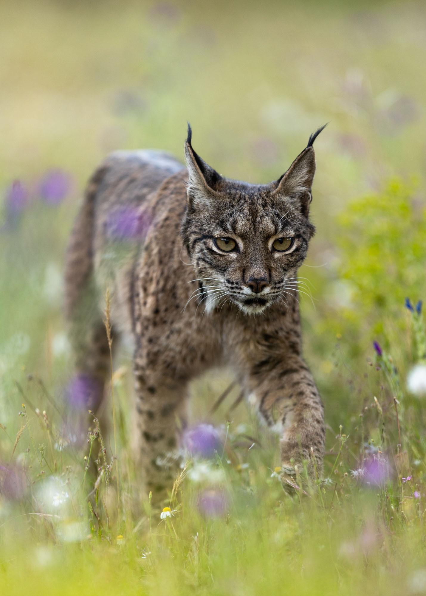Image Title