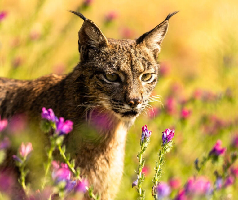 Iberian Lynx in Spring Flowers