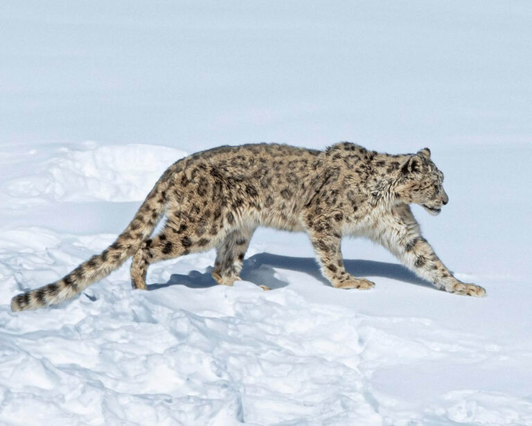 Leopards in Winter Photo Tour