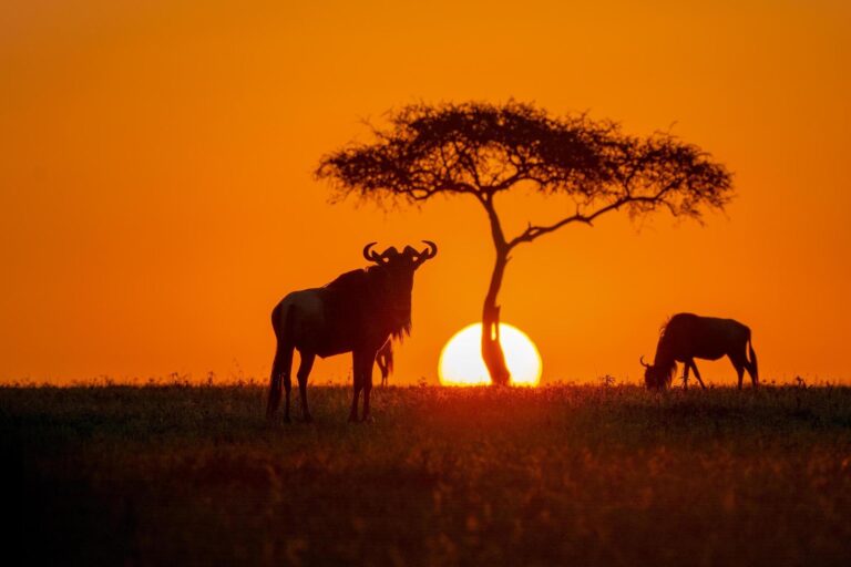 Wildebeest at sunset in the Serengeti