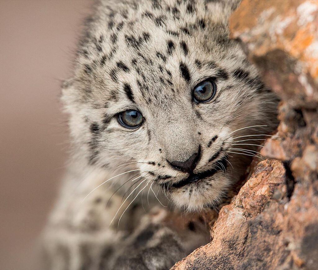 Snow leopard cub in summer, Mongolia