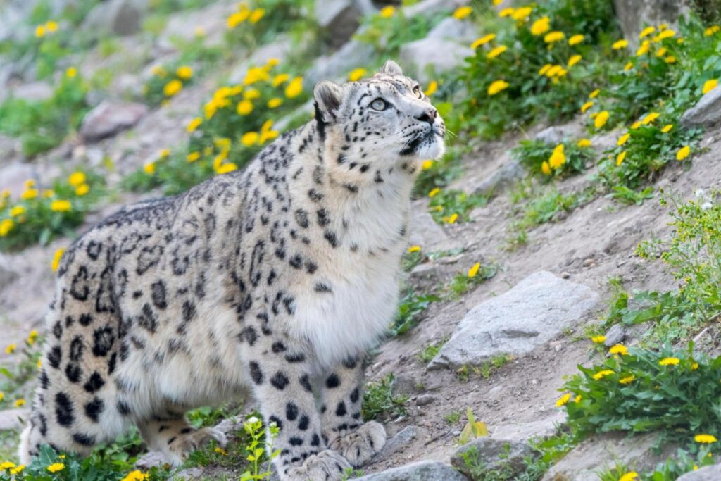 Snow leopard in summer. Mongolia