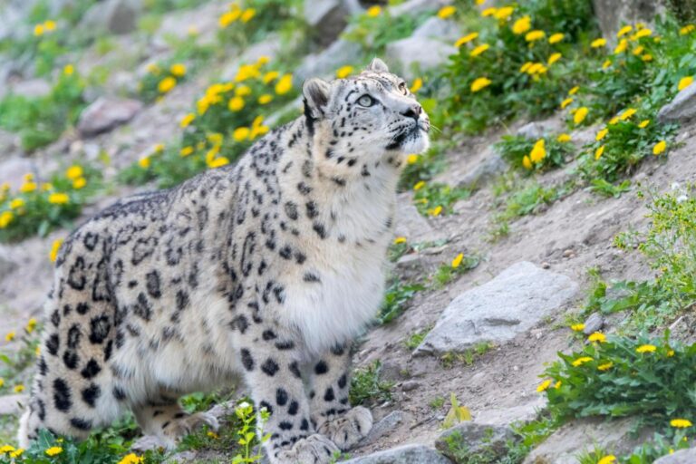 Snow leopard in summer. Mongolia