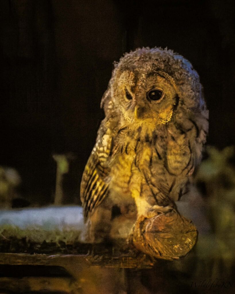 Ural Owl