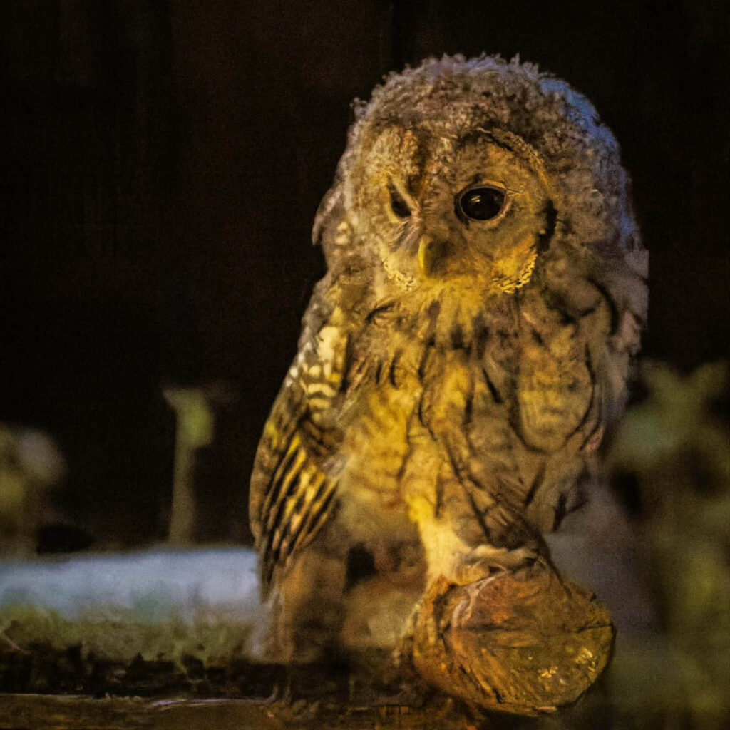 Ural Owl at Wildlife Dreams hide in Estonia.