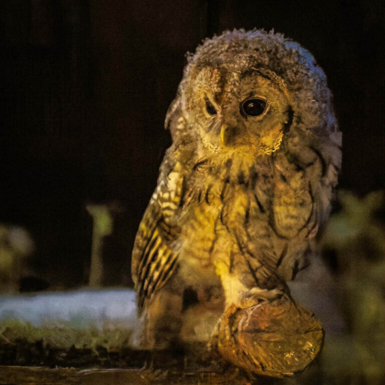 Ural Owl at Wildlife Dreams hide in Estonia.