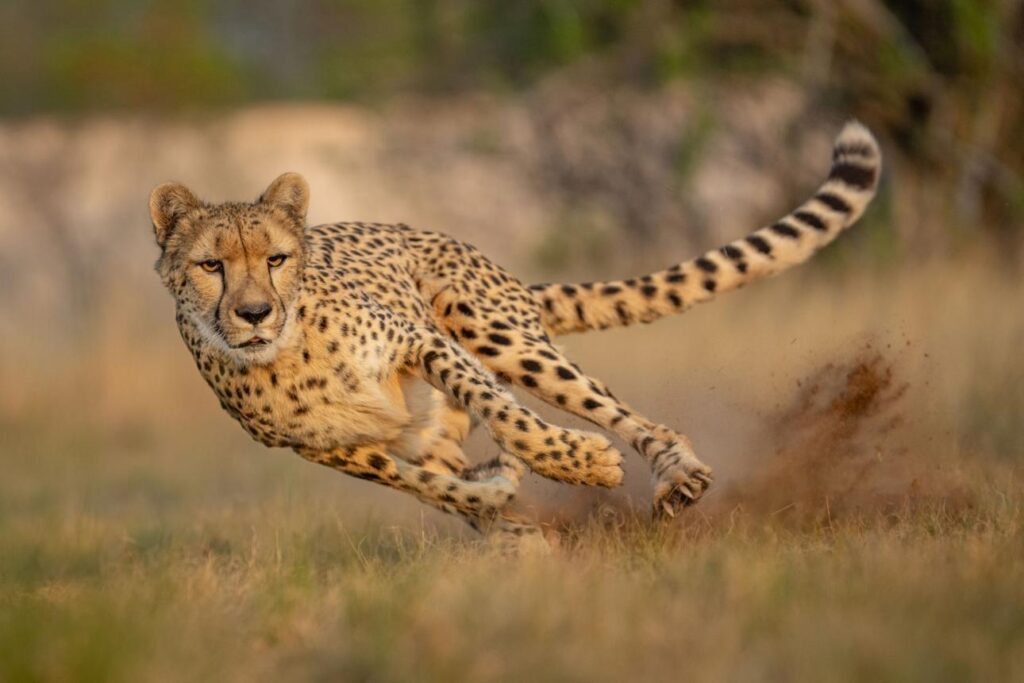 Cheetah hunting