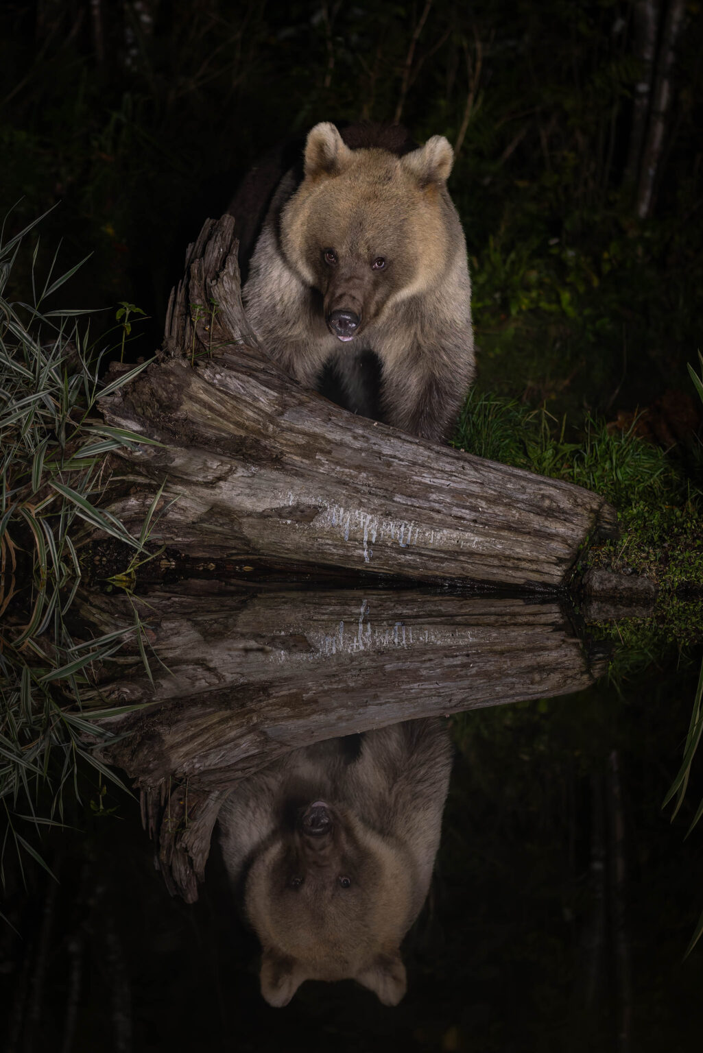 Brown Bear in Estonia.