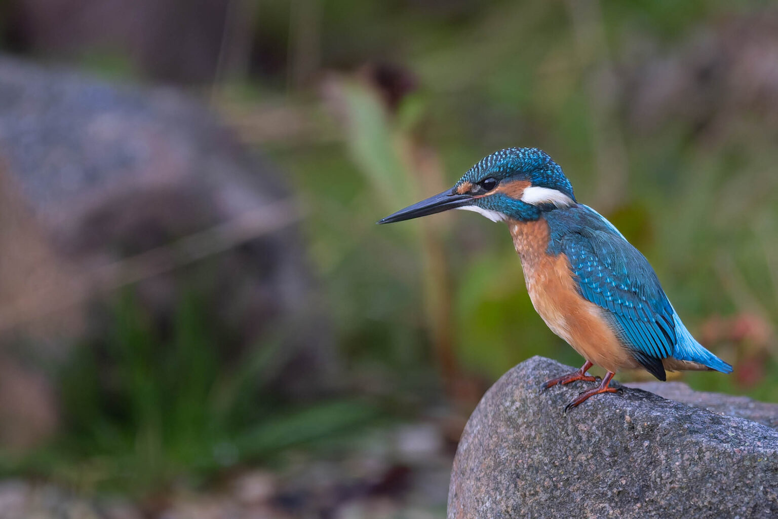 Kingfisher