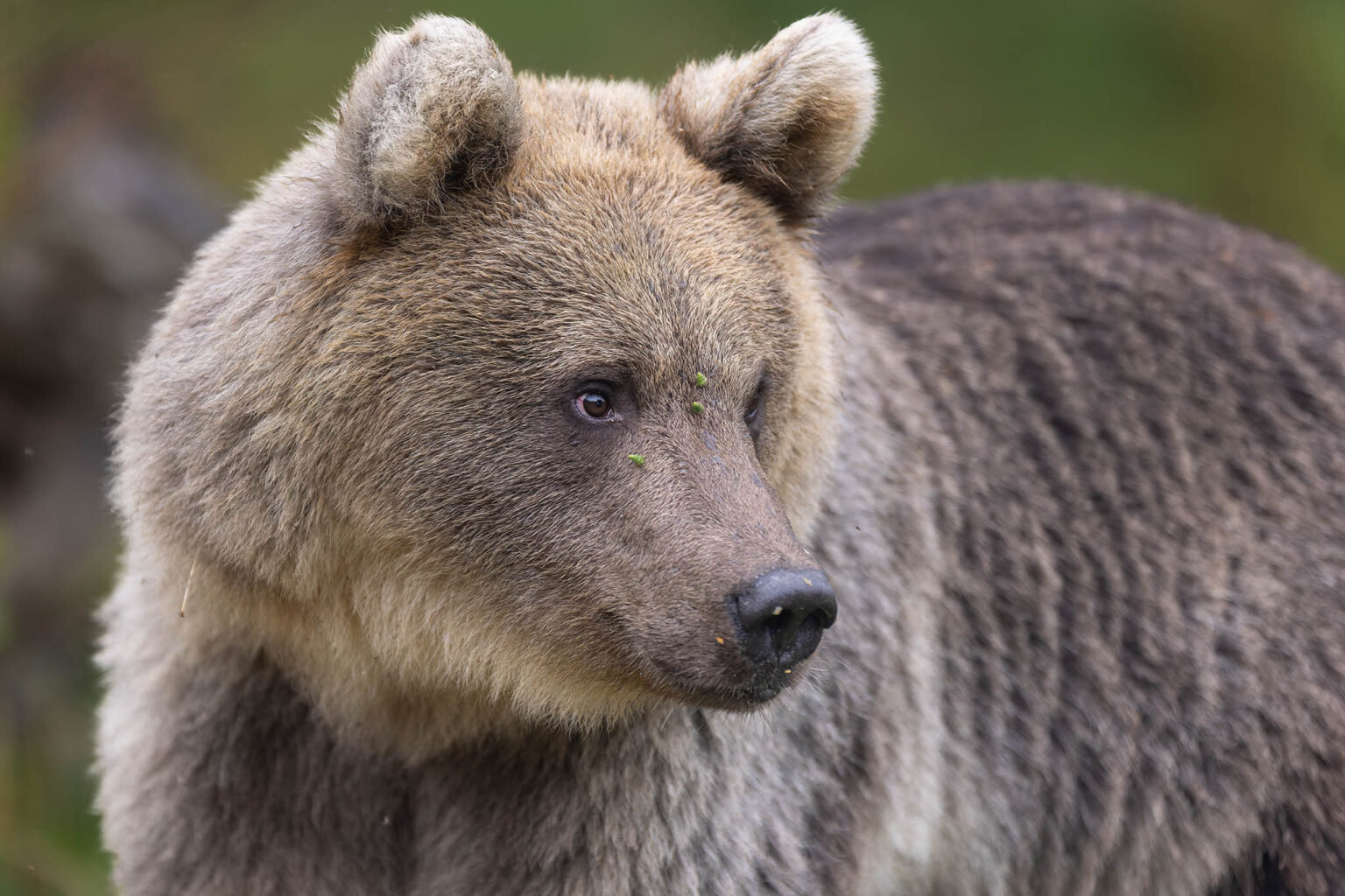 Brown Bear in Estonia.