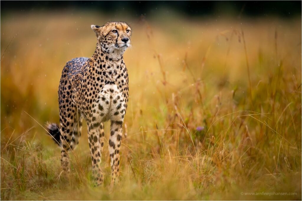 Leopard in Maasai Mara, Kenya