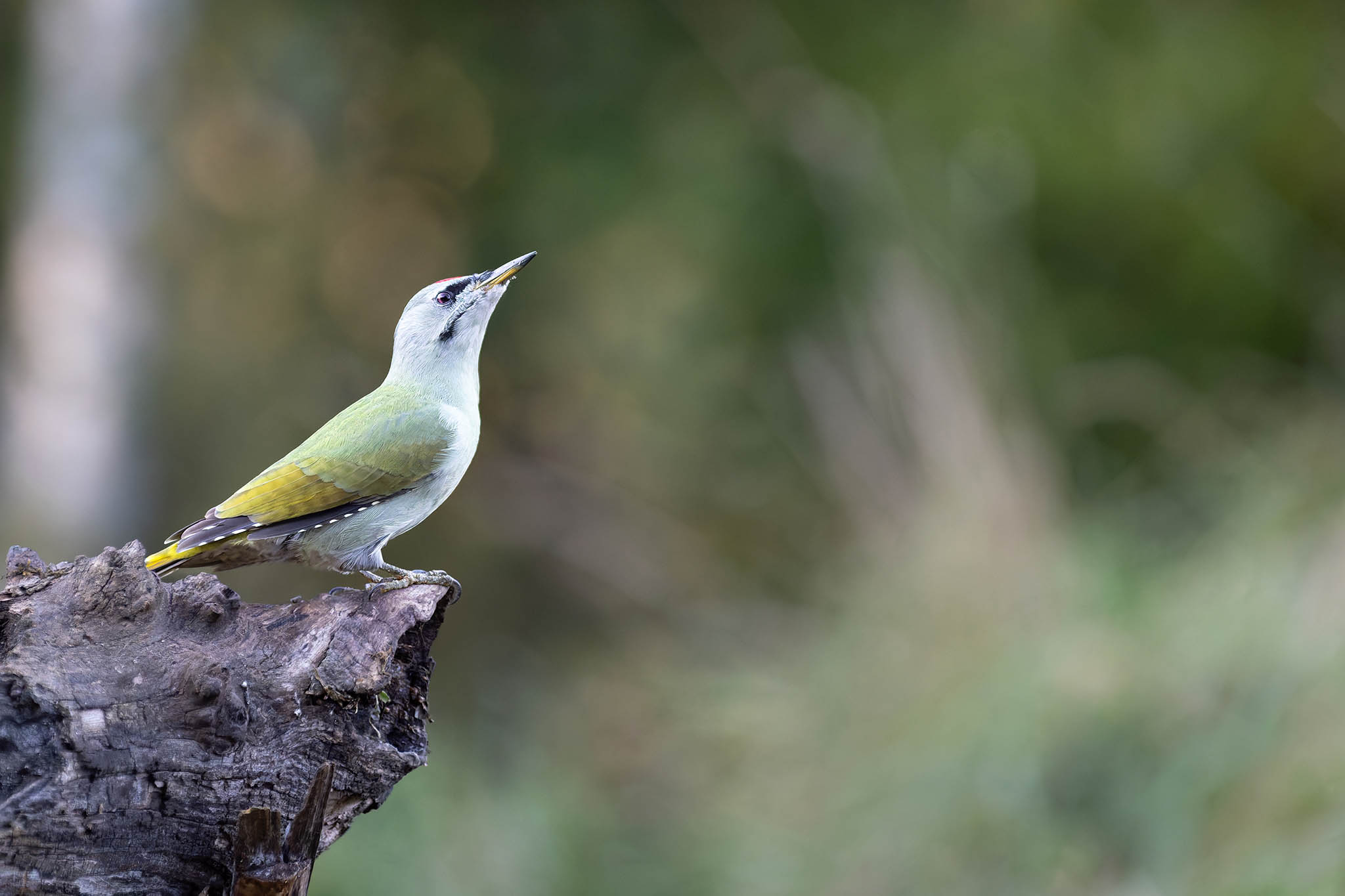 grey headed woodpecker
