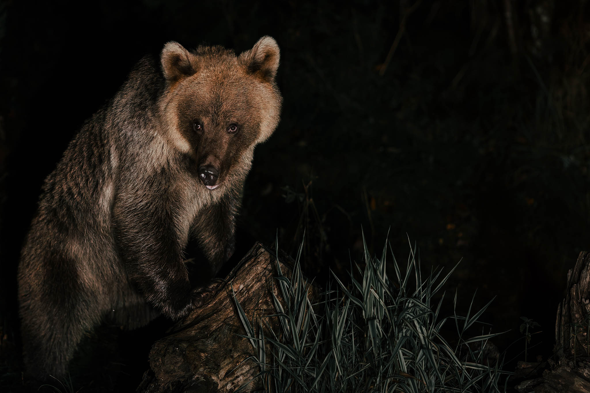 Brown Bear in Estonia.