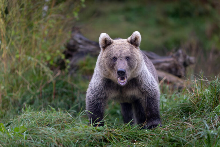 Brown Bear in Estonia.