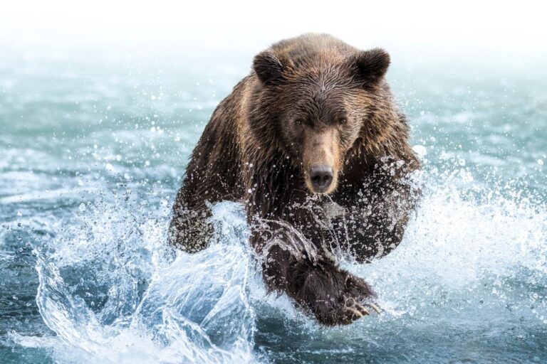 bear pouncing