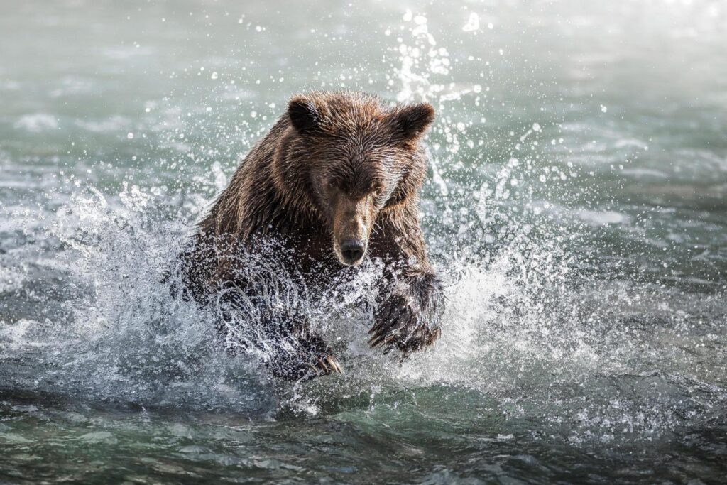 Bear pouncing in water for salmon
