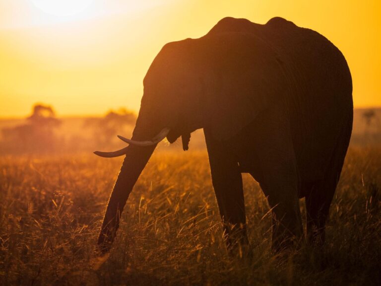 Elephant at sunrise in the Maasai Mara, Kenya